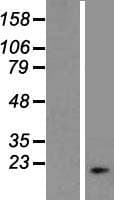 DNAJB3 Protein (Over-Expression Lysate Myc-DDK (Flag))