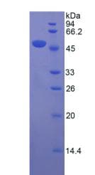 Mouse APOD / Apolipoprotein D (Recombinant His-GST)