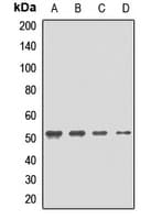 GFRA2 Antibody