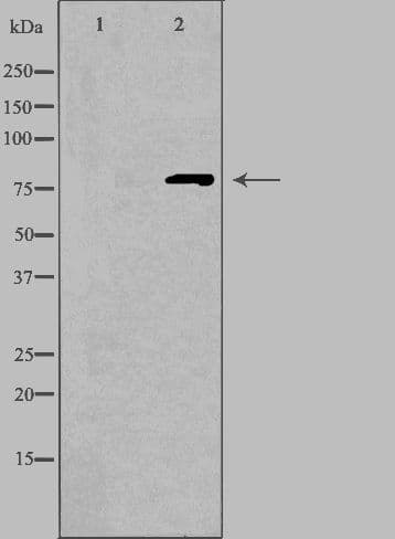 RP49 / CNG1 Antibody