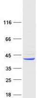 Human TMEM173 / STING Protein (Recombinant Myc-DDK (Flag))