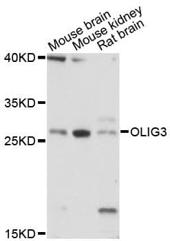 OLIG3 Antibody