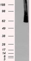 PLK1 / PLK-1 Antibody (clone OTI6C6)