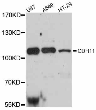 CDH11 / Cadherin 11 Antibody