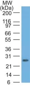 RUNX3 Antibody (aa126-310, clone 2B9G4)