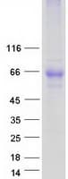 Human ADGRG1 / GPR56 Protein (Recombinant Myc-DDK (Flag))