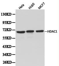 Polyclonal Rabbit anti-Human HDAC1 Antibody (IHC, WB)