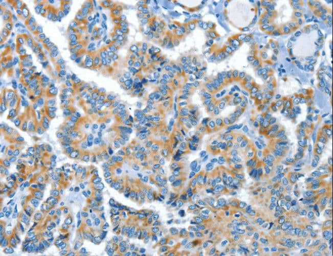 COG1 Antibody
