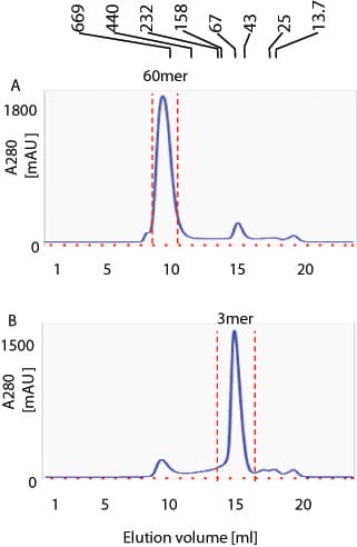 Human BAFF / TNFSF13B Protein (Recombinant His)