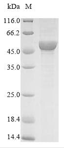 Arabidopsis thaliana UGT71C1 Protein (Recombinant 10His, N-terminus)