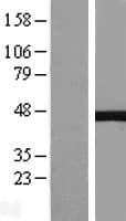 NEIL1 Protein (Over-Expression Lysate Myc-DDK (Flag))