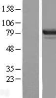 ZBED1 / TRAMP Protein (Over-Expression Lysate Myc-DDK (Flag))