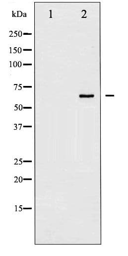 Polyclonal Rabbit anti-Human PTPN6 / SHP1 Antibody (phospho-Tyr536, IHC, WB)