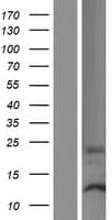 DPH3B Protein (Over-Expression Lysate Myc-DDK (Flag))