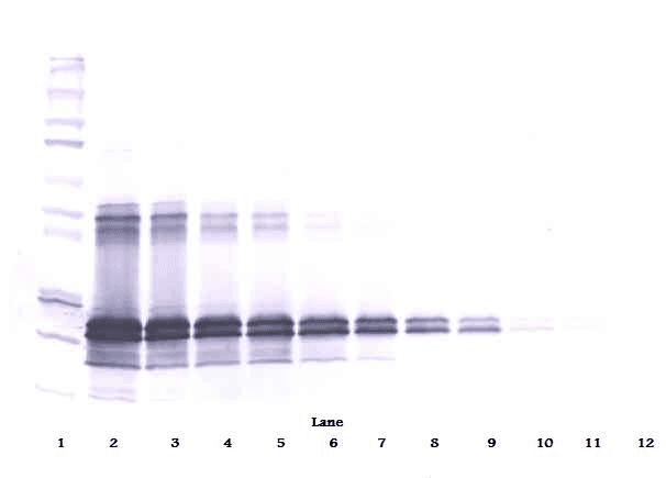 Polyclonal Rabbit anti-Mouse FGF9 Antibody (WB)