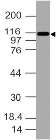 ITGAX / CD11c Antibody
