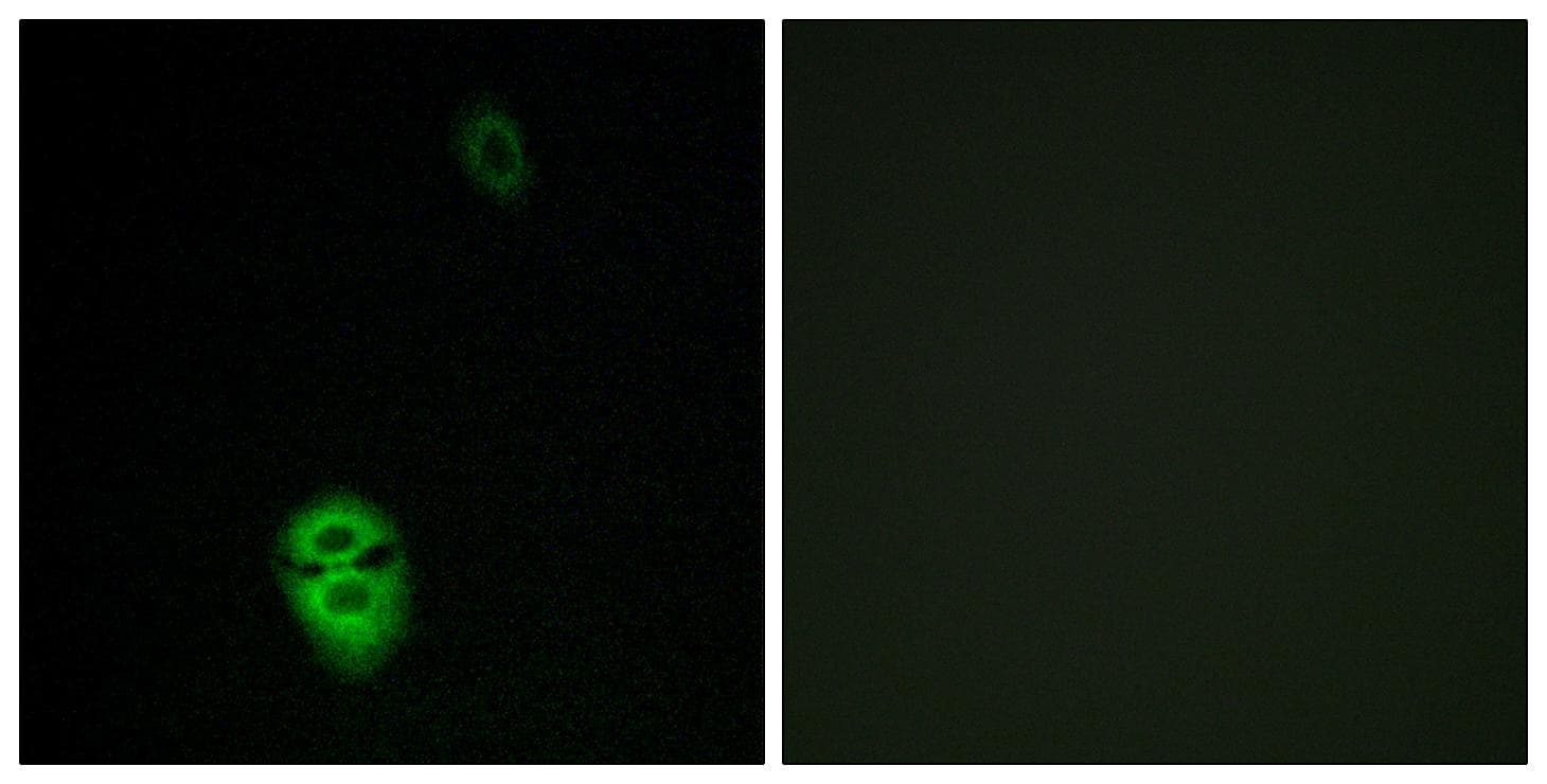 Polyclonal Rabbit anti-Human OR4K17 Antibody (IF)