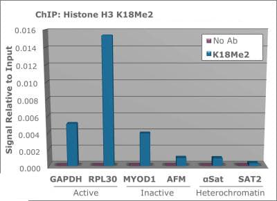 HIST3H3 Antibody (Me2-Lys18)