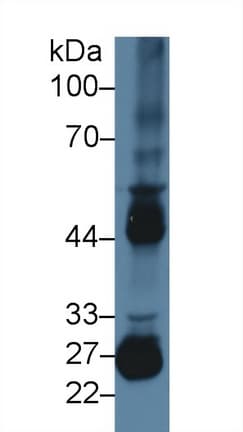 MMP10 Antibody (aa154-472, FITC)