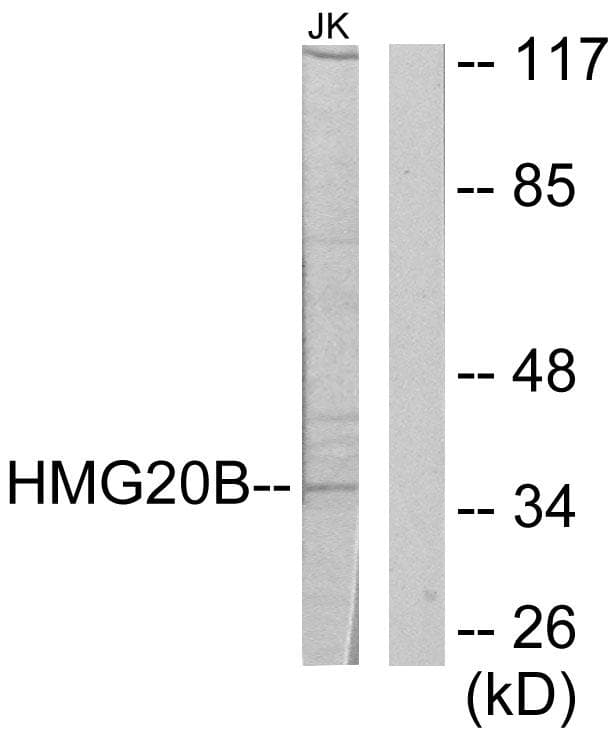 HMG20B / BRAF35 Antibody