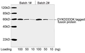 DYKDDDDK Tag Antibody (clone 5A8E5)
