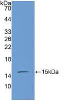 CTGF Antibody (aa245-346, APC)