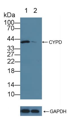 PPID / Cyclophilin D Antibody (aa7-206)