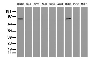 ALDH1L1 Antibody (clone UMAB44, Carrier-free)