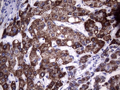 GLOD2 / MCEE Antibody (clone OTI3B11, Carrier-free)