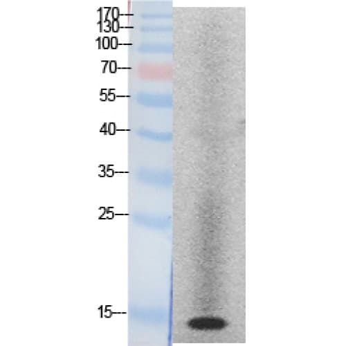 Histone H2A Antibody (Internal)