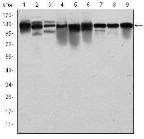 MCM2 Antibody (clone 2B3)