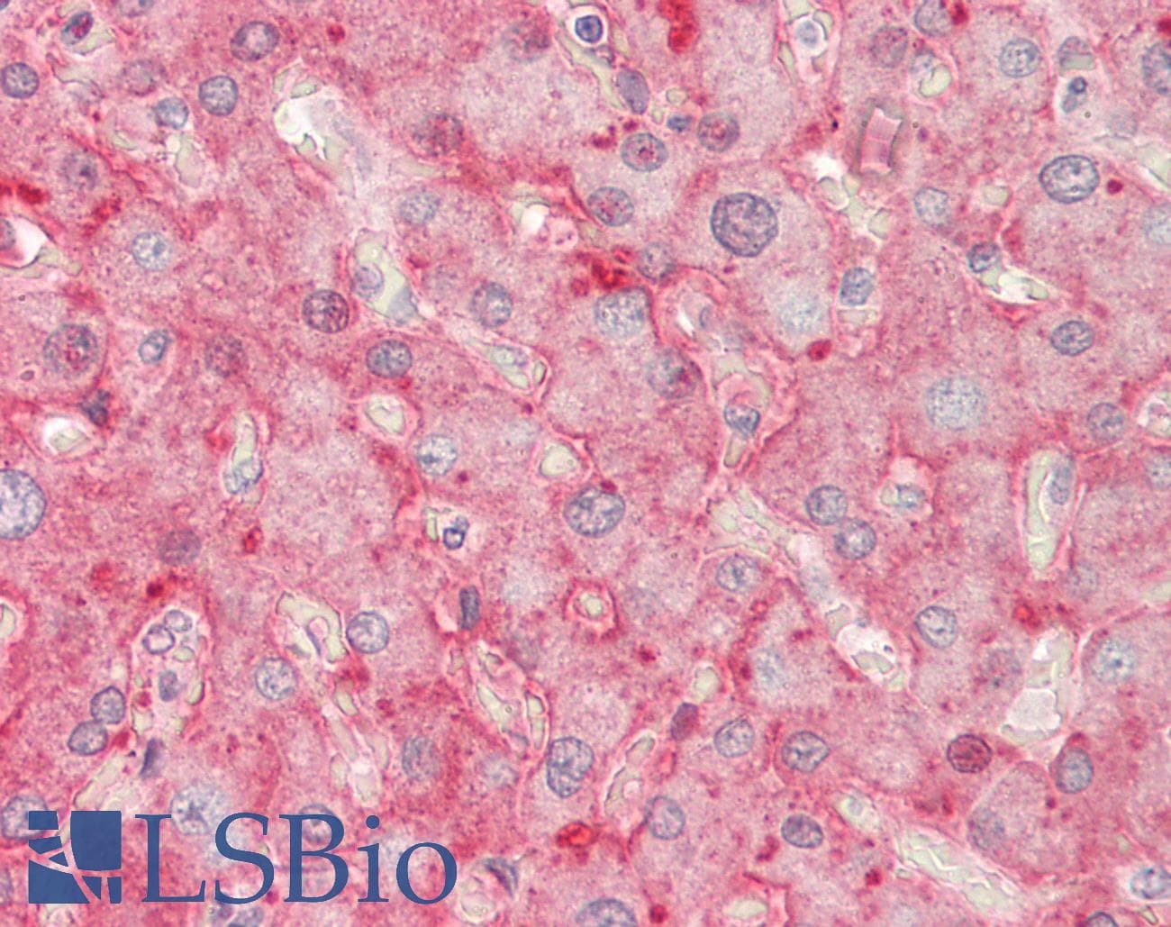 IHC-plus™ Polyclonal Sheep anti-Human F2 / Prothrombin / Thrombin Antibody (IHC)