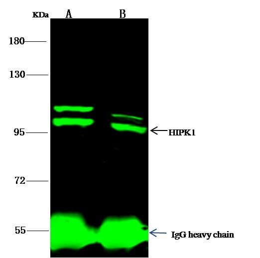 HIPK1 Antibody (Preservative Free)