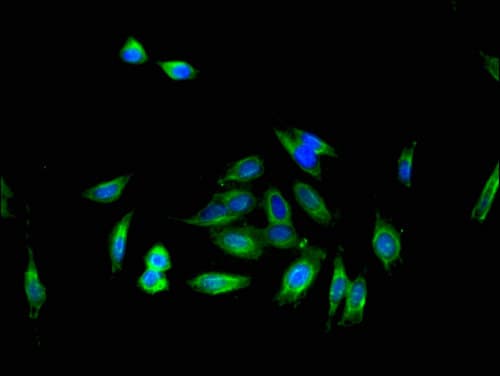 IL16 Antibody