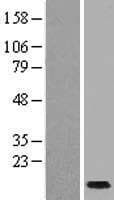 SCGB1C1 Protein (Over-Expression Lysate Myc-DDK (Flag))