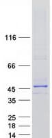 Human NDN / Necdin Protein (Recombinant Myc-DDK (Flag))