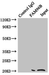 FAM96B Antibody