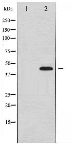 MAPK14 / p38 Antibody (phospho-Thr180)