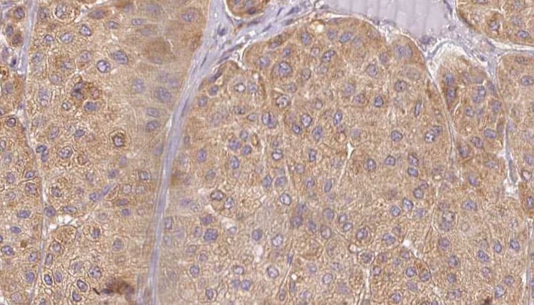 BPI Antibody