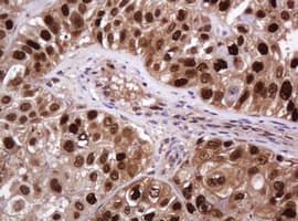 PCNA Antibody (clone OTI3D6)