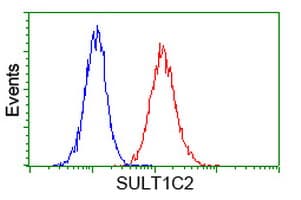 SULT1C2 / Sulfotransferase 1C2 Antibody (clone OTI6F2, Carrier-free)