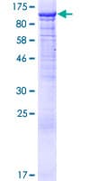 Human PIK4CB / PI4KB Protein (Recombinant GST)