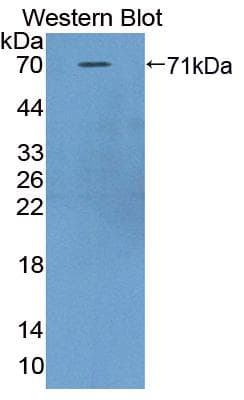 ASPN / Asporin Antibody (aa16-373)