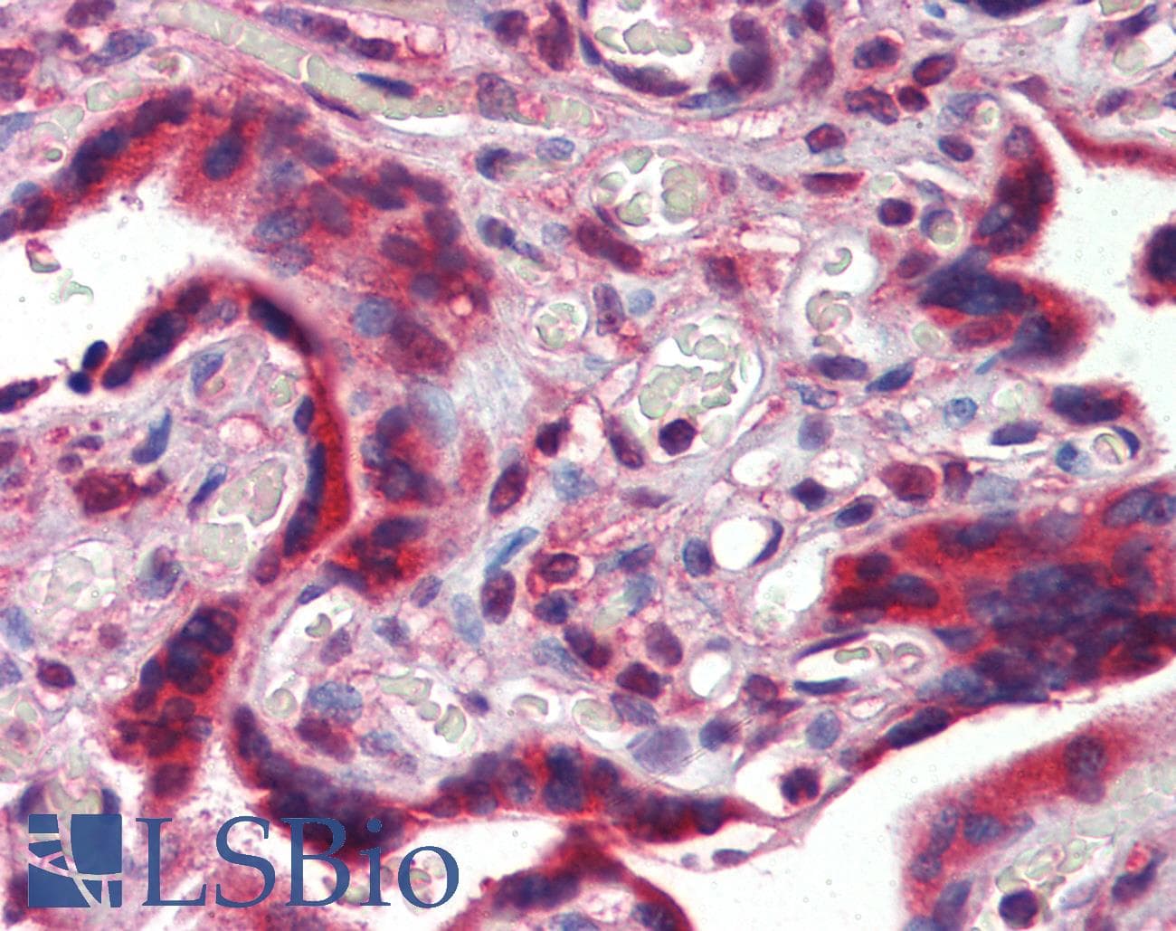 IHC-plus™ CANX / Calnexin Antibody (clone 3H4A7)