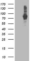 PDE4B Antibody (clone OTI2B6)