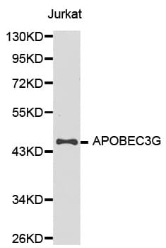 APOBEC3G / CEM15 Antibody