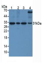 SFRP4 Antibody (aa265-346, clone C1)