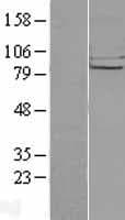 CHPF / CHSY2 Protein (Over-Expression Lysate Myc-DDK (Flag))