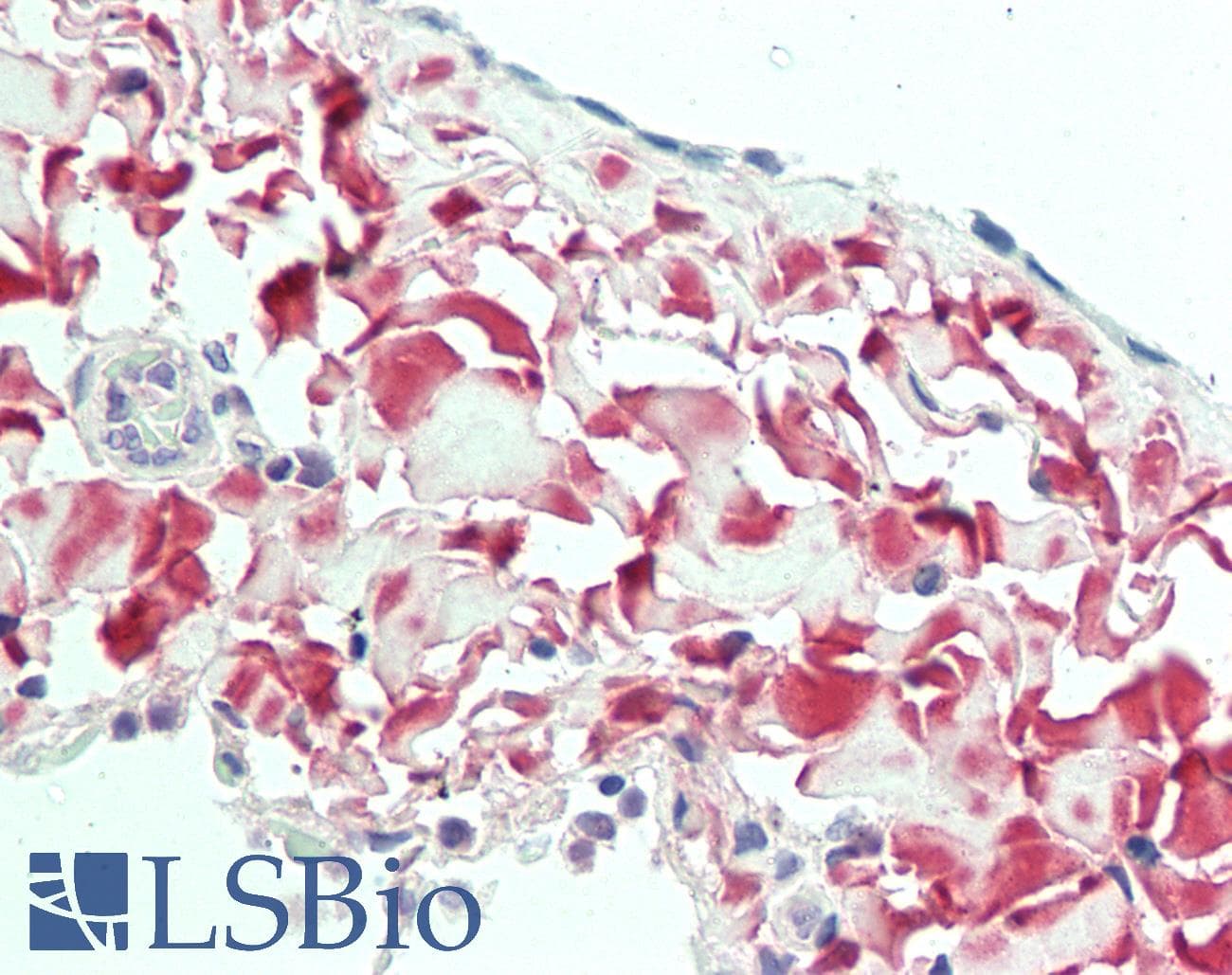 IHC-plus™ Polyclonal Rabbit anti-Human Osteoglycin / Mimecan Antibody (aa246-276, IHC, WB)