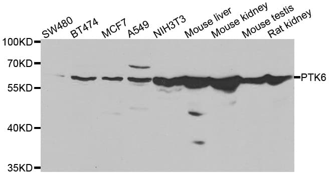 PTK6 / BRK Antibody